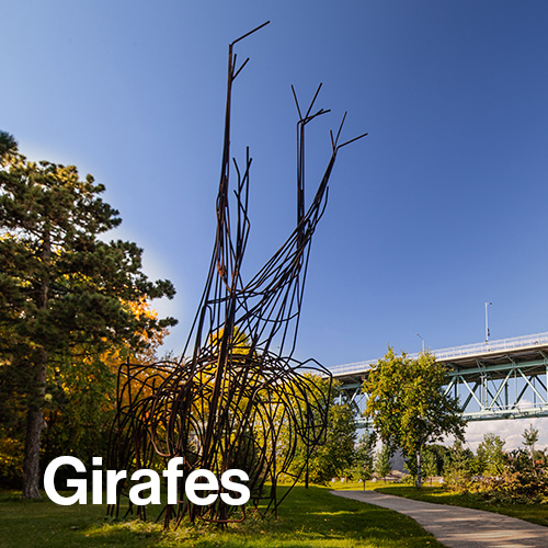 Girafes